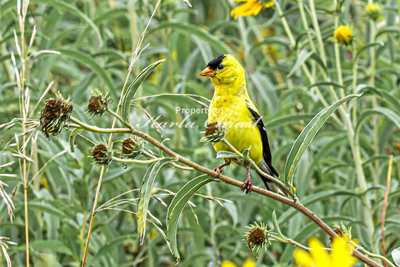 Goldfinch 11 - August 27, 2024 - Casey Jones State Trail Minnesota