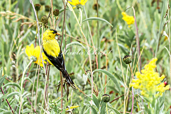 Goldfinch 10 - August 27, 2024 - Casey Jones State Trail Minnesota