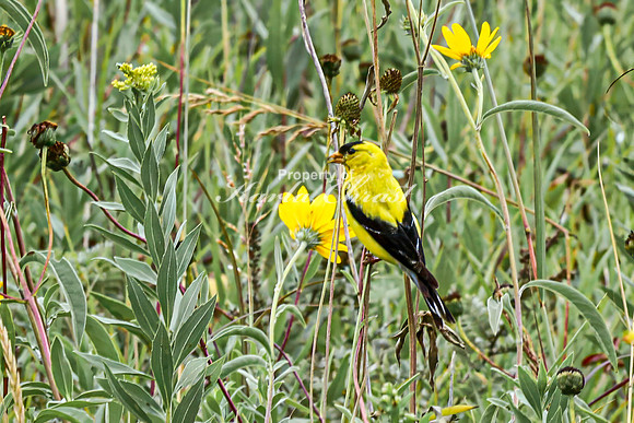 Goldfinch 12 - August 27, 2024 - Casey Jones State Trail Minnesota