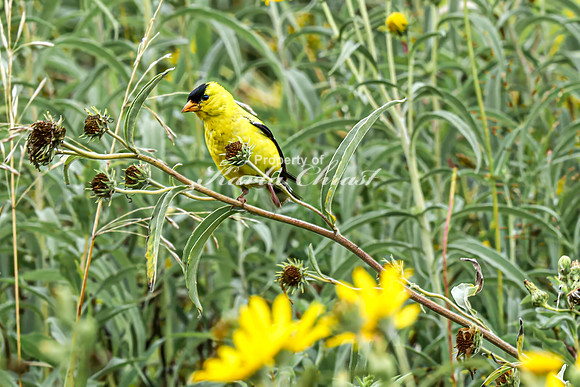 Goldfinch 13 - August 27, 2024 - Casey Jones State Trail Minnesota
