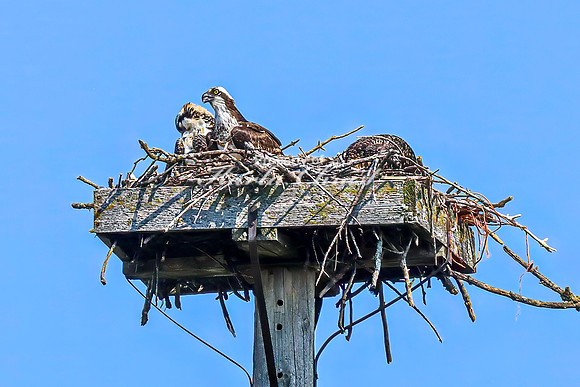 Osprey 16 - July 30, 2024 North Country National Scenic Trail