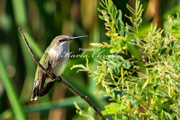 Ruby-throated Hummingbird 36 - September 1,  2023 Oakwood Lakes State Park