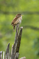 House Wren 21 - May 08, 2024 DeSoto National Wildlife Refuge