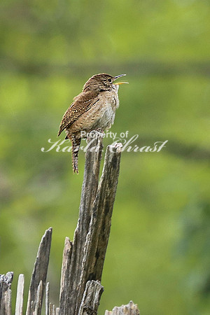 House Wren 21 - May 08, 2024 DeSoto National Wildlife Refuge