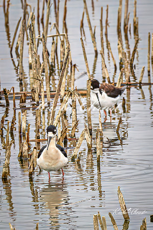 Black-necked Stilt 15 - May 02, 2025 - Huron Wetland Management District South Dakota