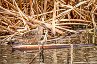 Hudsonian Godwit 3 - May 02, 2025 - Huron Wetland Management District South Dakota