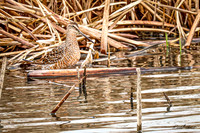 Hudsonian Godwit 4 - May 02, 2025 - Huron Wetland Management District South Dakota