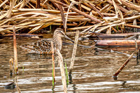 Hudsonian Godwit 5 - May 02, 2025 - Huron Wetland Management District South Dakota