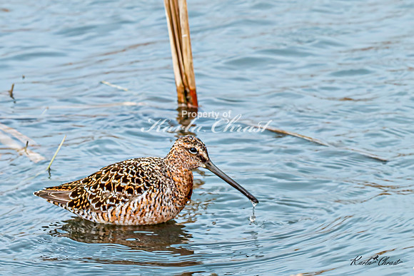 Hudsonian Godwit 6 - May 02, 2025 - Huron Wetland Management District South Dakota