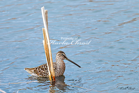 Hudsonian Godwit  9 - May 02, 2025 - Huron Wetland Management District South Dakota