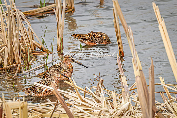 Hudsonian Godwit 11 - May 02, 2025 - Huron Wetland Management District South Dakota