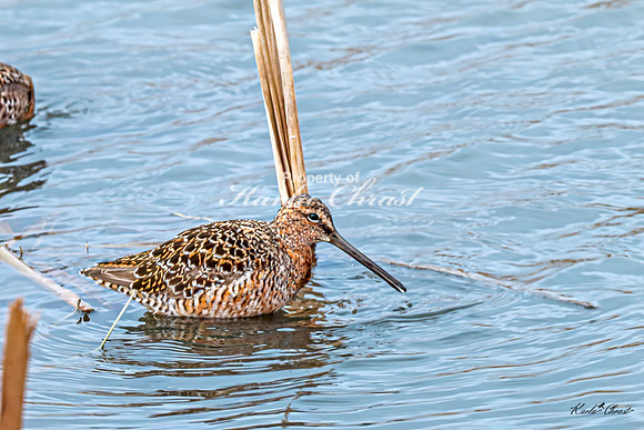 Hudsonian Godwit 10 - May 02, 2025 - Huron Wetland Management District South Dakota