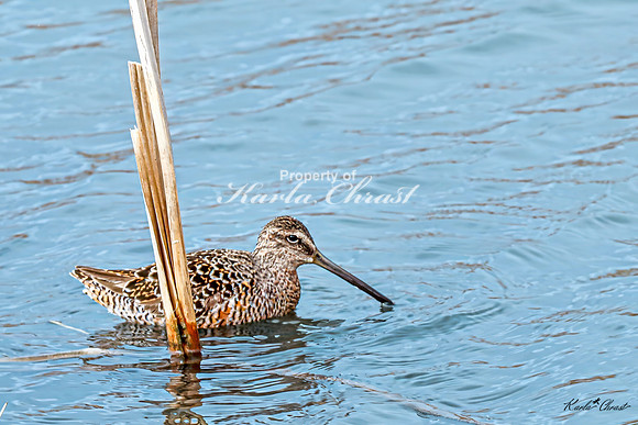 Hudsonian Godwit 12 - May 02, 2025 - Huron Wetland Management District South Dakota