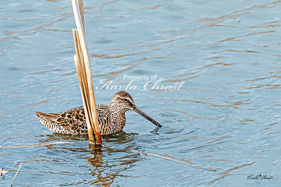 Hudsonian Godwit 13 - May 02, 2025 - Huron Wetland Management District South Dakota