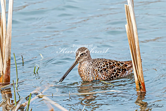 Hudsonian Godwit 14 - May 02, 2025 - Huron Wetland Management District South Dakota
