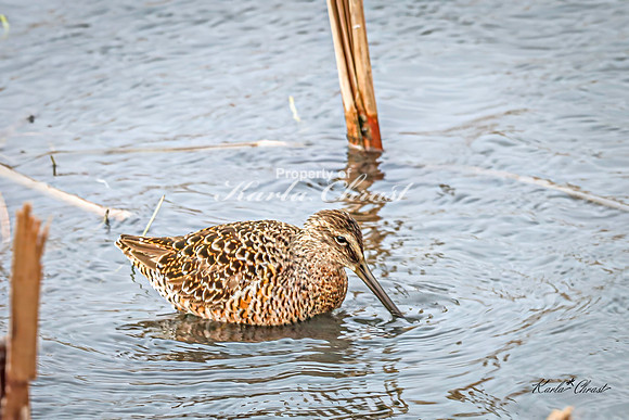 Hudsonian Godwit 15 - May 02, 2025 - Huron Wetland Management District South Dakota