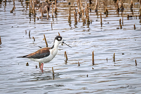 Black-necked Stilt 18 - May 02, 2025 - Huron Wetland Management District South Dakota