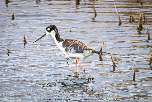 Black-necked Stilt 25 - May 02, 2025 - Huron Wetland Management District South Dakota