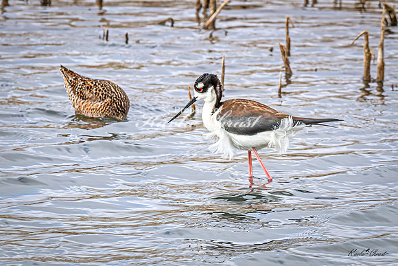 Black-necked Stilt 26 - May 02, 2025 - Huron Wetland Management District South Dakota