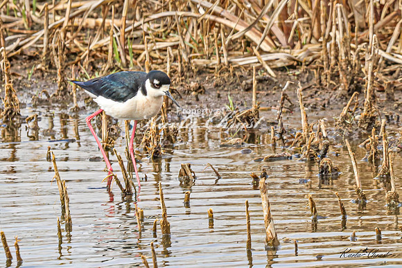 Black-necked Stilt 28 - May 02, 2025 - Huron Wetland Management District South Dakota