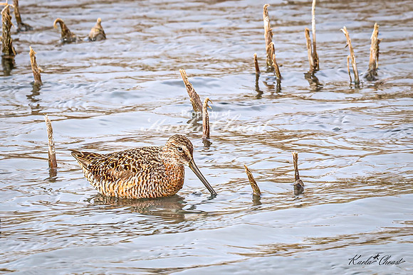 Hudsonian Godwit 16 - May 02, 2025 - Huron Wetland Management District South Dakota
