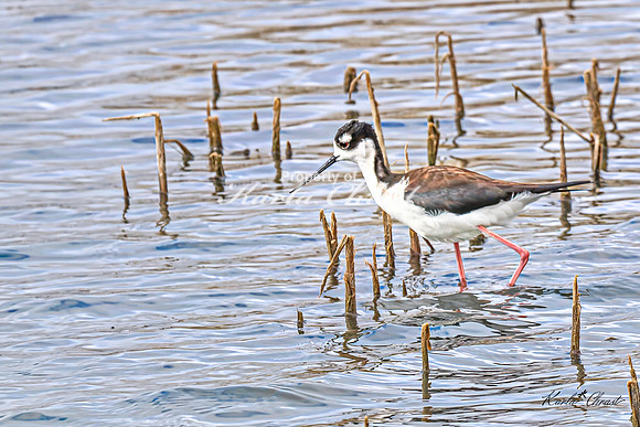 Black-necked Stilt 29 - May 02, 2025 - Huron Wetland Management District South Dakota