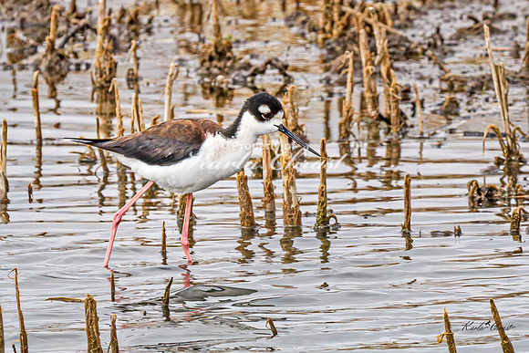 Black-necked Stilt 32 - May 02, 2025 - Huron Wetland Management District South Dakota