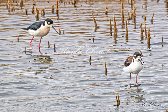 Black-necked Stilt 34 - May 02, 2025 - Huron Wetland Management District South Dakota