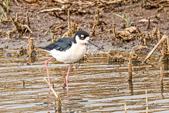 Black-necked Stilt 37 - May 02, 2025 - Huron Wetland Management District South Dakota