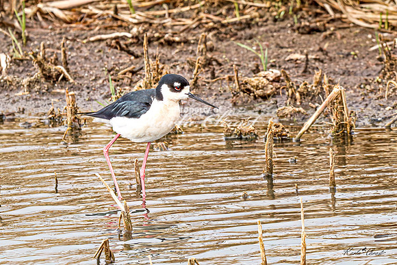 Black-necked Stilt 38 - May 02, 2025 - Huron Wetland Management District South Dakota