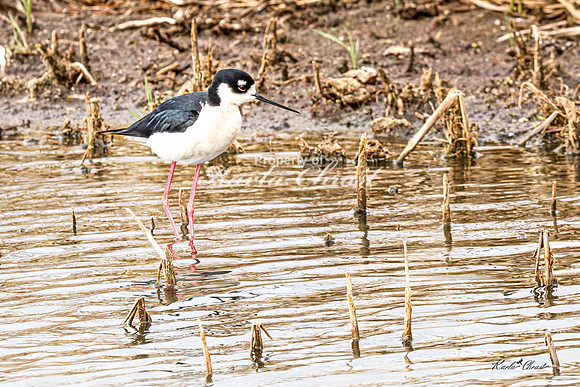 Black-necked Stilt 39 - May 02, 2025 - Huron Wetland Management District South Dakota