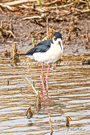 Black-necked Stilt 40 - May 02, 2025 - Huron Wetland Management District South Dakota
