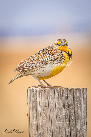 Western Meadowlark 34 - May 02, 2025 - Huron Wetland Management District South Dakota