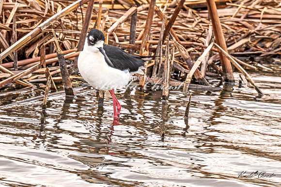 Black-necked Stilt 42 - May 02, 2025 - Huron Wetland Management District South Dakota