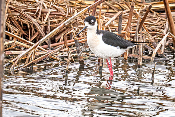 Black-necked Stilt 43 - May 02, 2025 - Huron Wetland Management District South Dakota