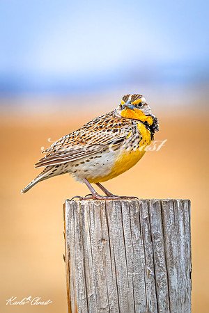 Western Meadowlark 35 - May 02, 2025 - Huron Wetland Management District South Dakota