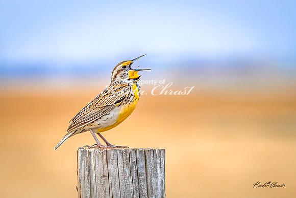 Western Meadowlark 36 - May 02, 2025 - Huron Wetland Management District South Dakota