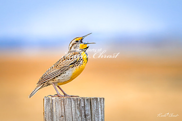 Western Meadowlark 37 - May 02, 2025 - Huron Wetland Management District South Dakota