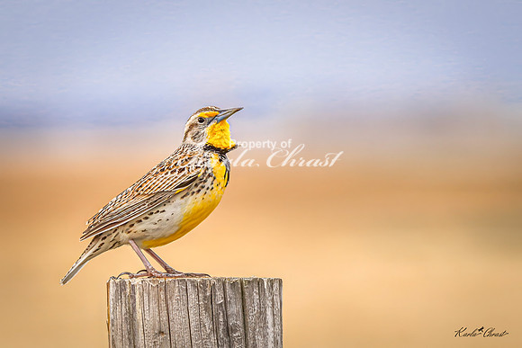Western Meadowlark 39 - May 02, 2025 - Huron Wetland Management District South Dakota