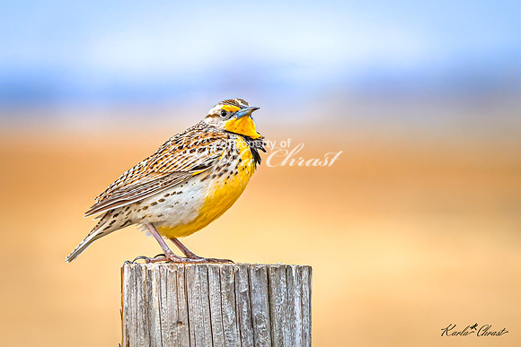 Western Meadowlark 38 - May 02, 2025 - Huron Wetland Management District South Dakota