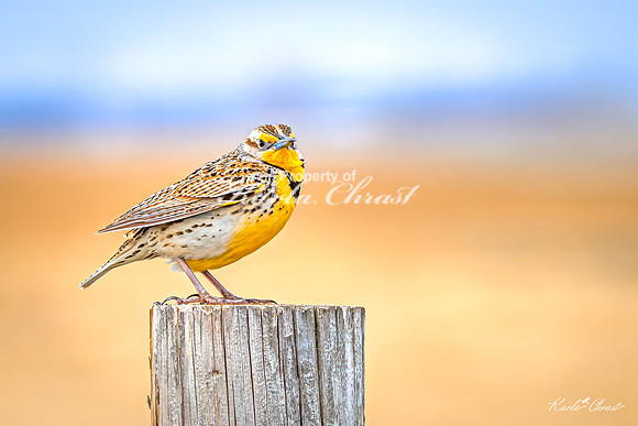 Western Meadowlark 40 - May 02, 2025 - Huron Wetland Management District South Dakota