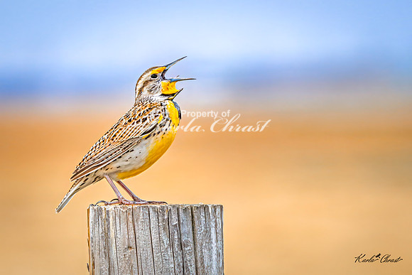 Western Meadowlark 41 - May 02, 2025 - Huron Wetland Management District South Dakota