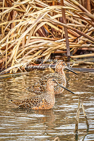 Hudsonian Godwit 17 - May 02, 2025 - Huron Wetland Management District South Dakota