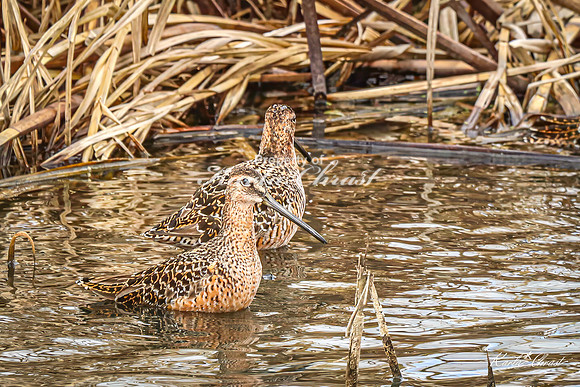 Hudsonian Godwit 18 - May 02, 2025 - Huron Wetland Management District South Dakota