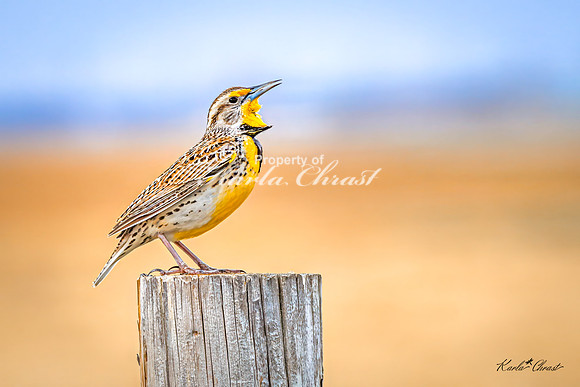 Western Meadowlark 42 - May 02, 2025 - Huron Wetland Management District South Dakota