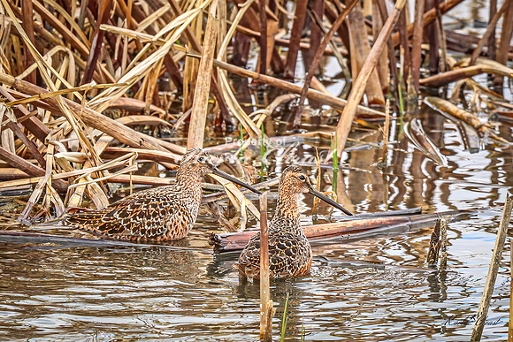 Hudsonian Godwit 19 - May 02, 2025 - Huron Wetland Management District South Dakota