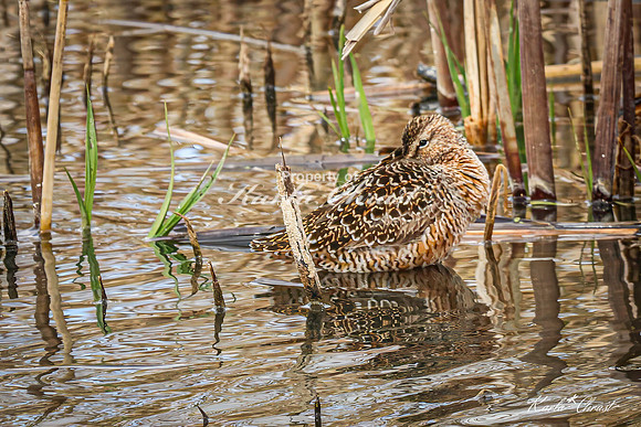 Hudsonian Godwit 20 - May 02, 2025 - Huron Wetland Management District South Dakota