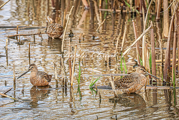 Hudsonian Godwit 21 - May 02, 2025 - Huron Wetland Management District South Dakota