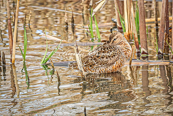 Hudsonian Godwit 22 - May 02, 2025 - Huron Wetland Management District South Dakota