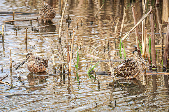 Hudsonian Godwit 23 - May 02, 2025 - Huron Wetland Management District South Dakota